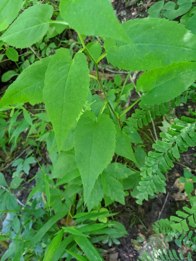 Forked Aster photo 3