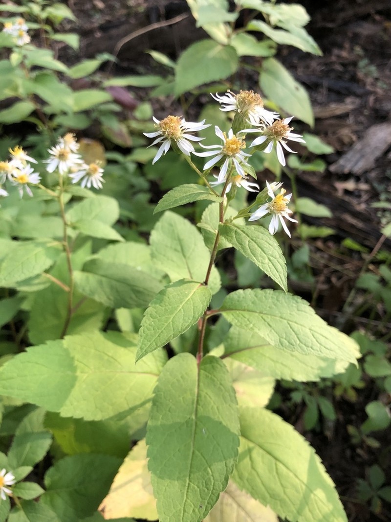 Forked Aster photo 4