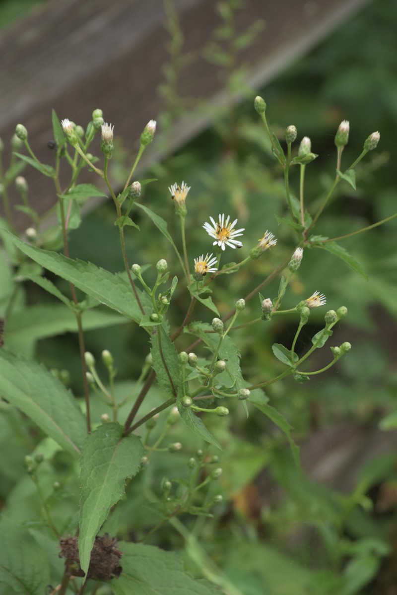 Forked Aster photo 5
