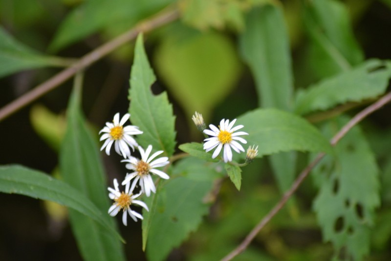 Forked Aster photo 6