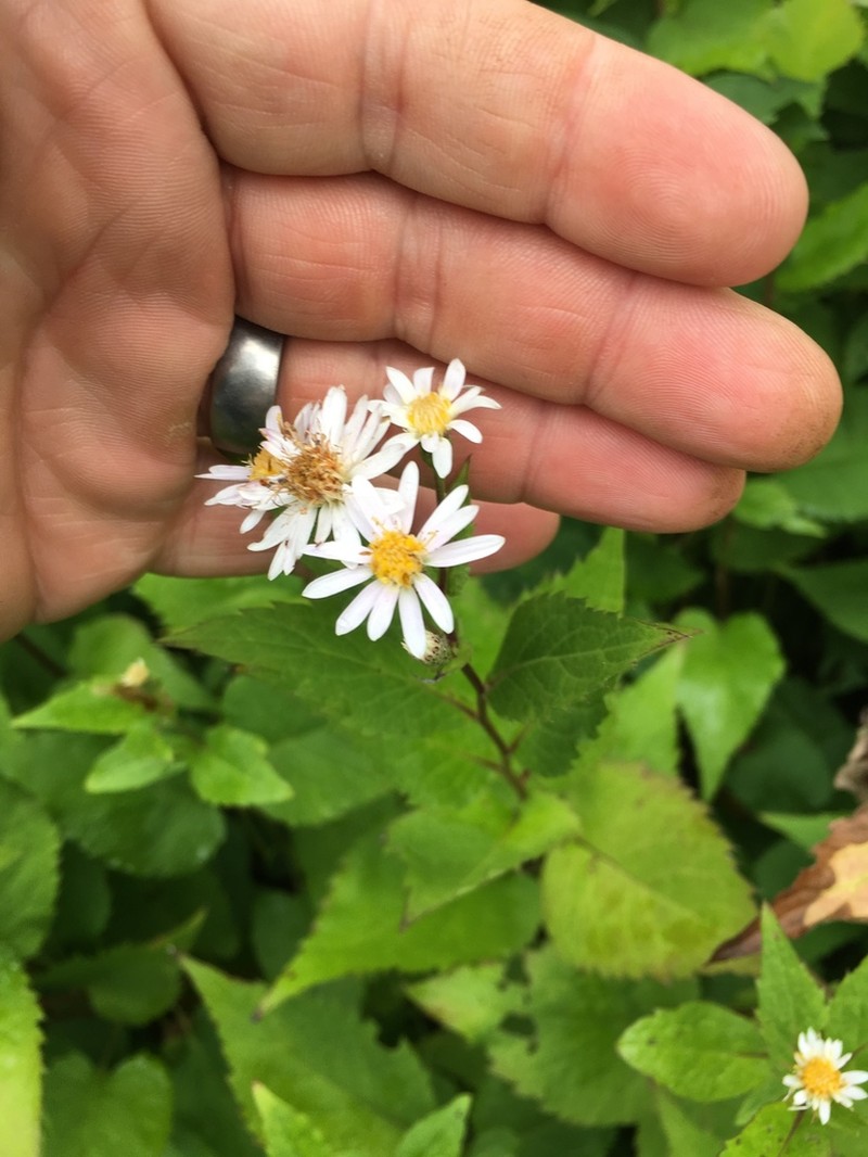 Forked Aster photo 7