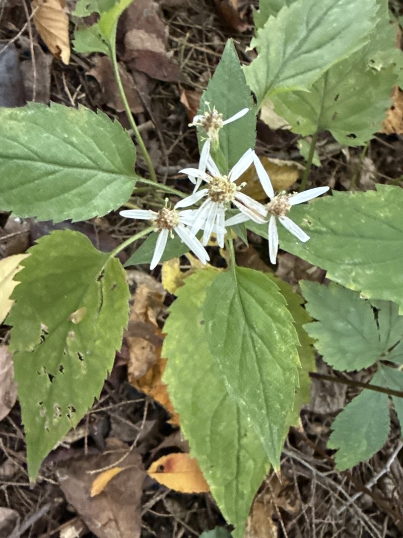 Forked Aster photo 8