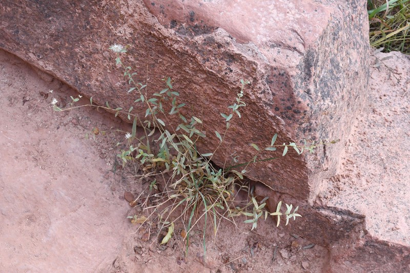 Gray Aster
