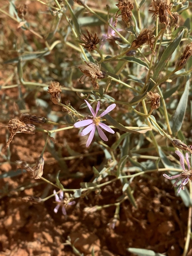 Gray Aster photo 3