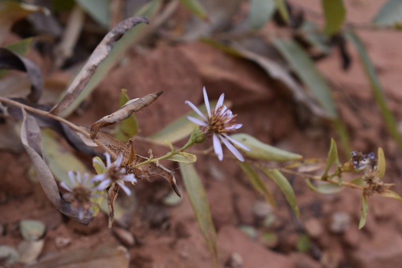 Gray Aster photo 4