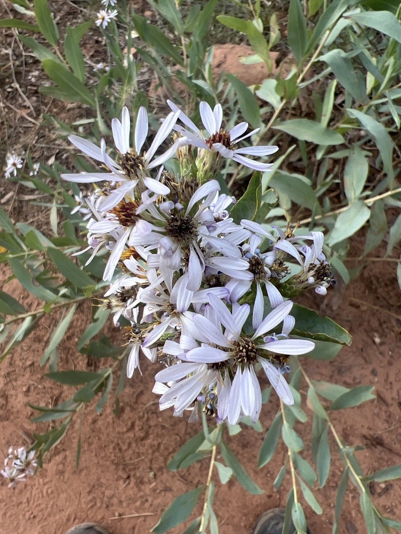 Gray Aster photo 5