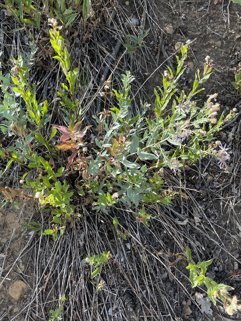 Gray Aster photo 6