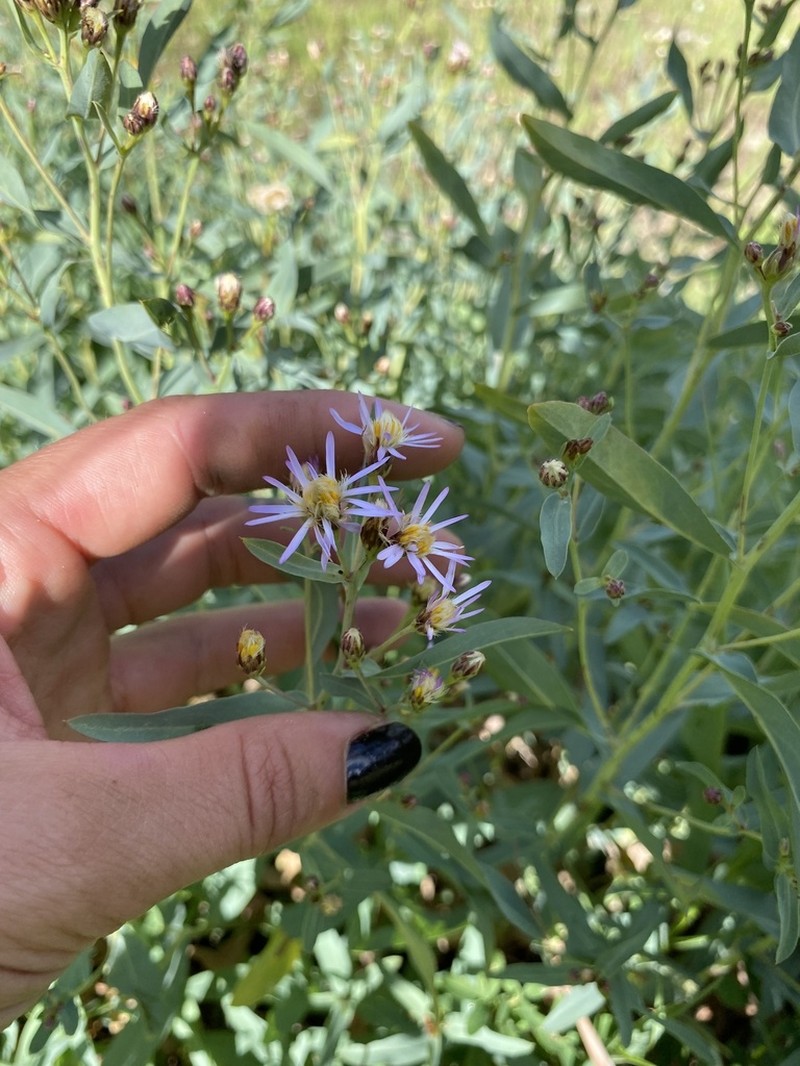 Gray Aster photo 8