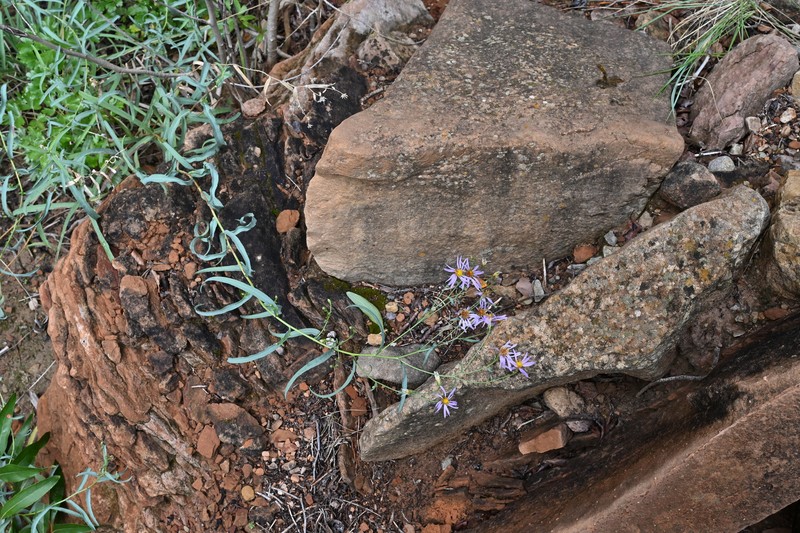Eurybia glauca var. glauca