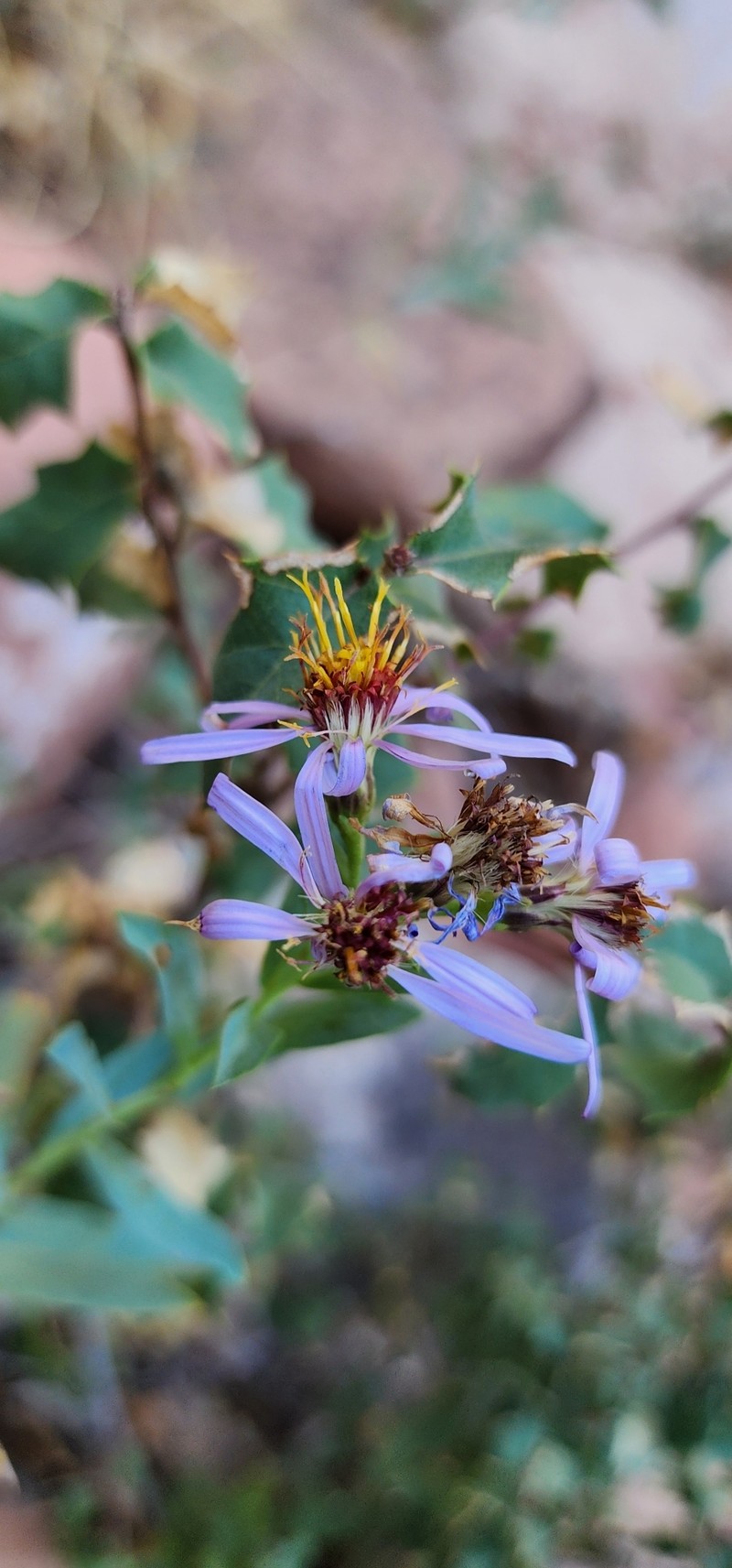 Eurybia glauca var. glauca photo 2