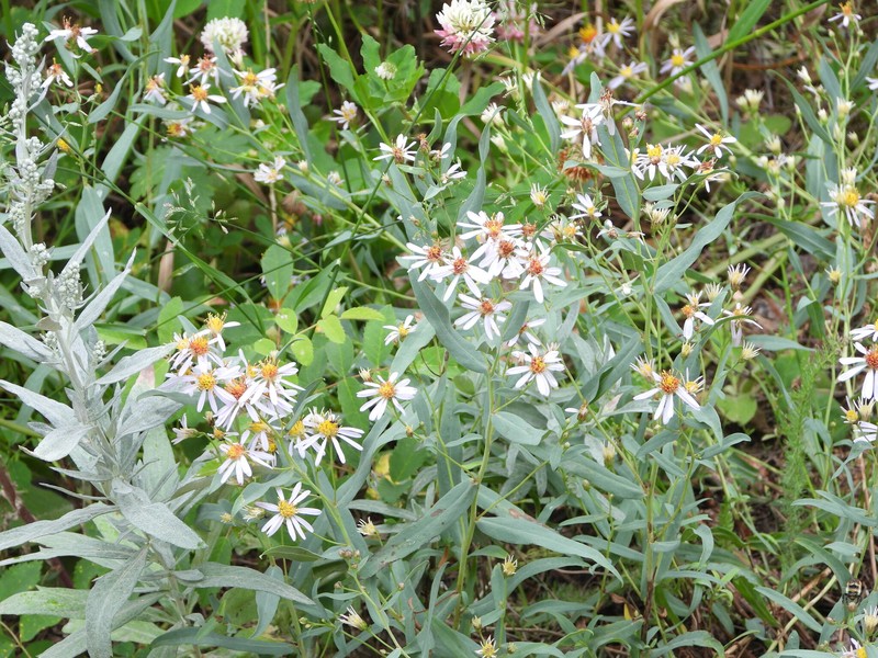 Eurybia glauca var. glauca photo 3