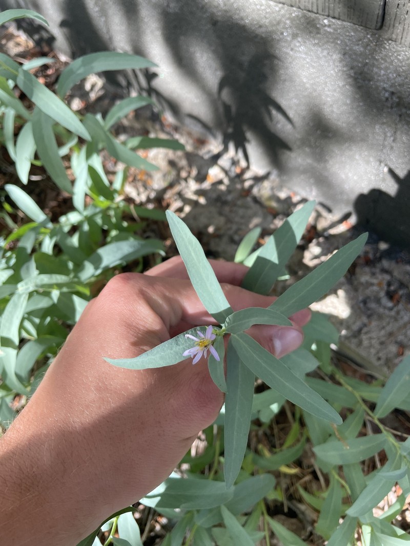 Eurybia glauca var. glauca photo 4