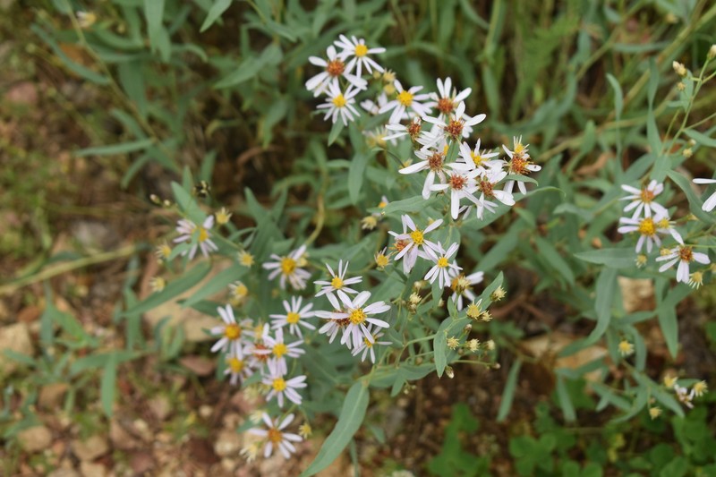 Eurybia glauca var. glauca photo 5