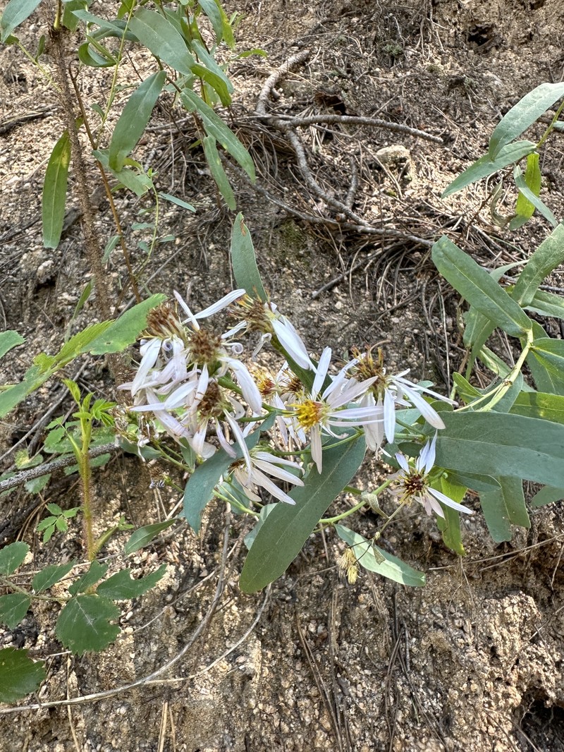 Eurybia glauca var. glauca photo 6