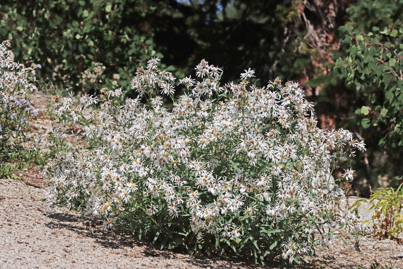 Eurybia glauca var. glauca photo 7