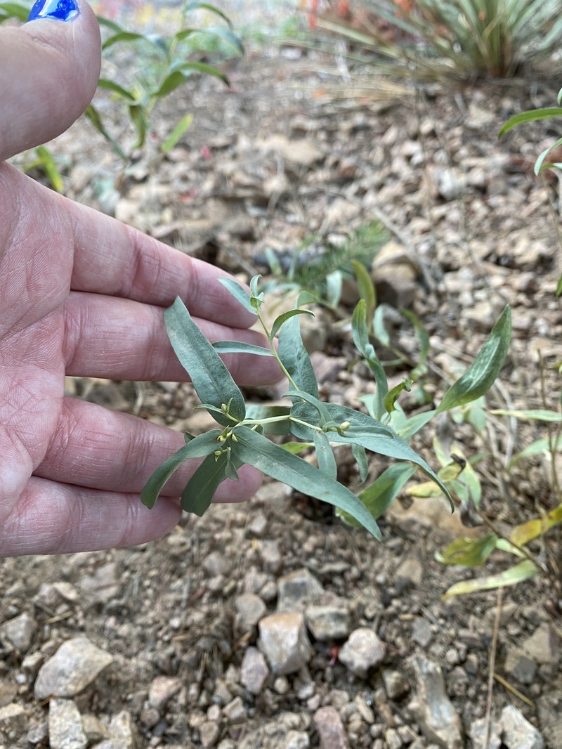 Eurybia glauca var. glauca photo 8