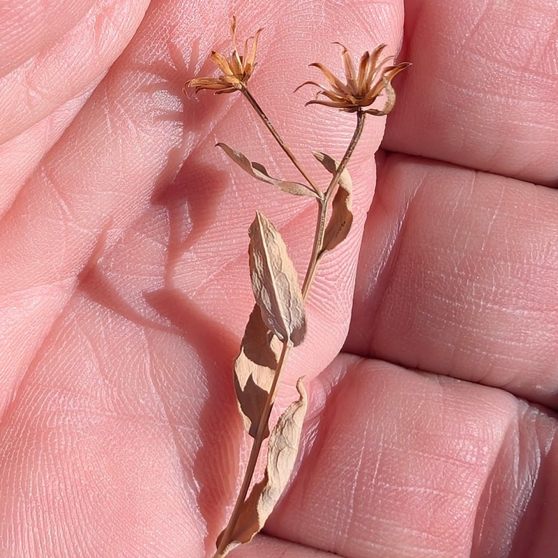 Eurybia glauca var. pulchra