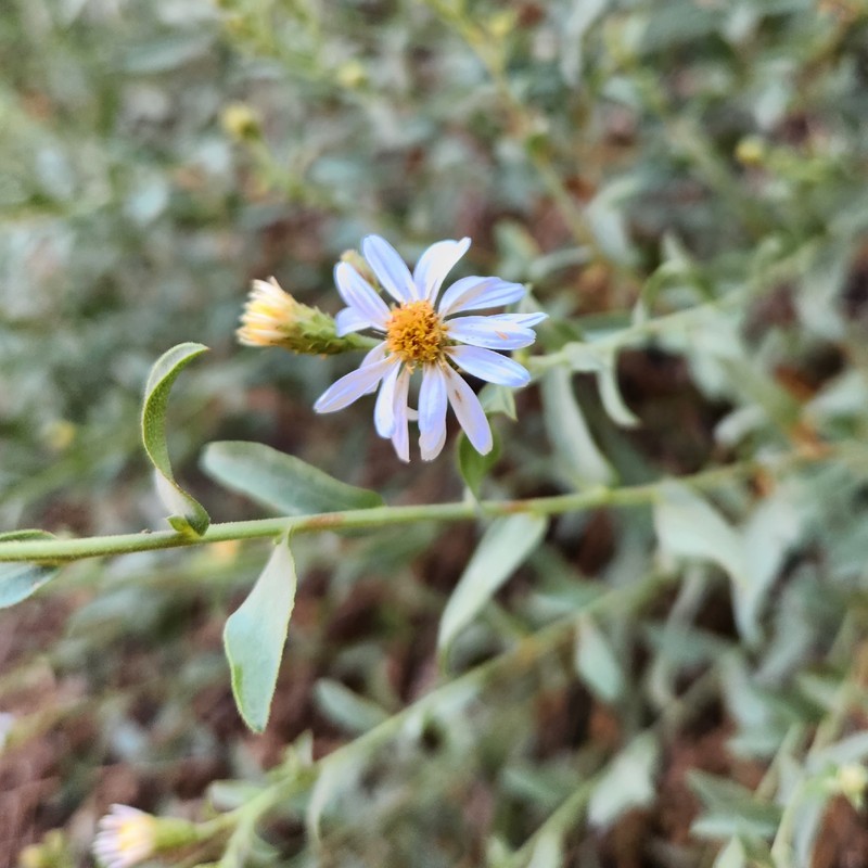 Eurybia glauca var. pulchra photo 2
