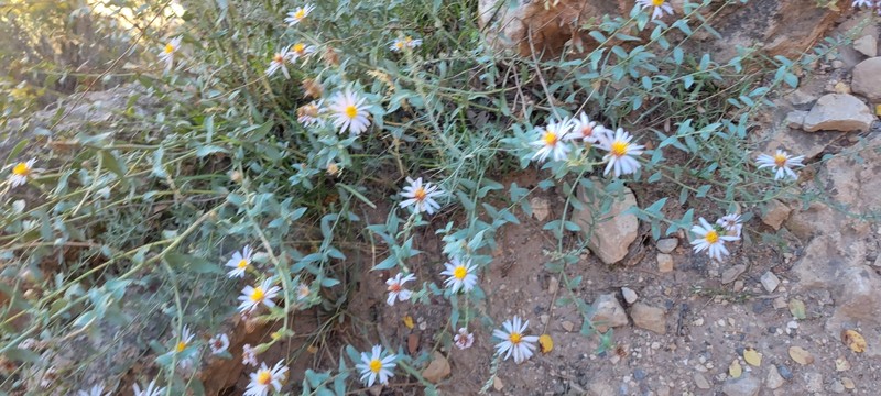 Eurybia glauca var. pulchra photo 3