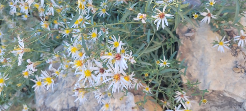Eurybia glauca var. pulchra photo 4