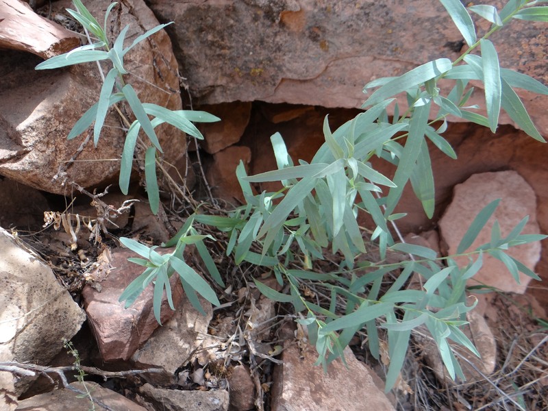 Eurybia glauca var. pulchra photo 5