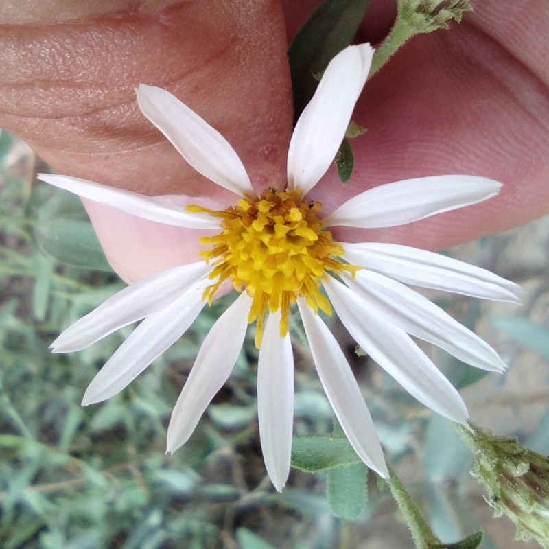 Eurybia glauca var. pulchra photo 6