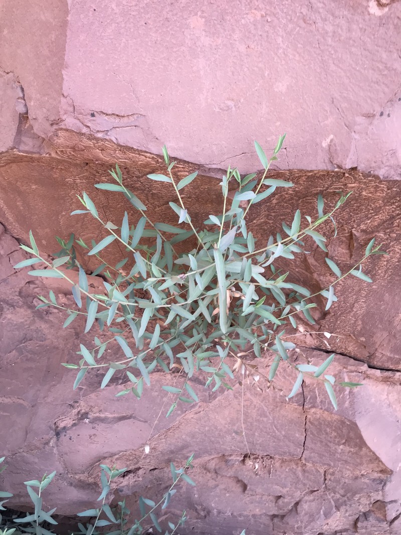 Eurybia glauca var. pulchra photo 7