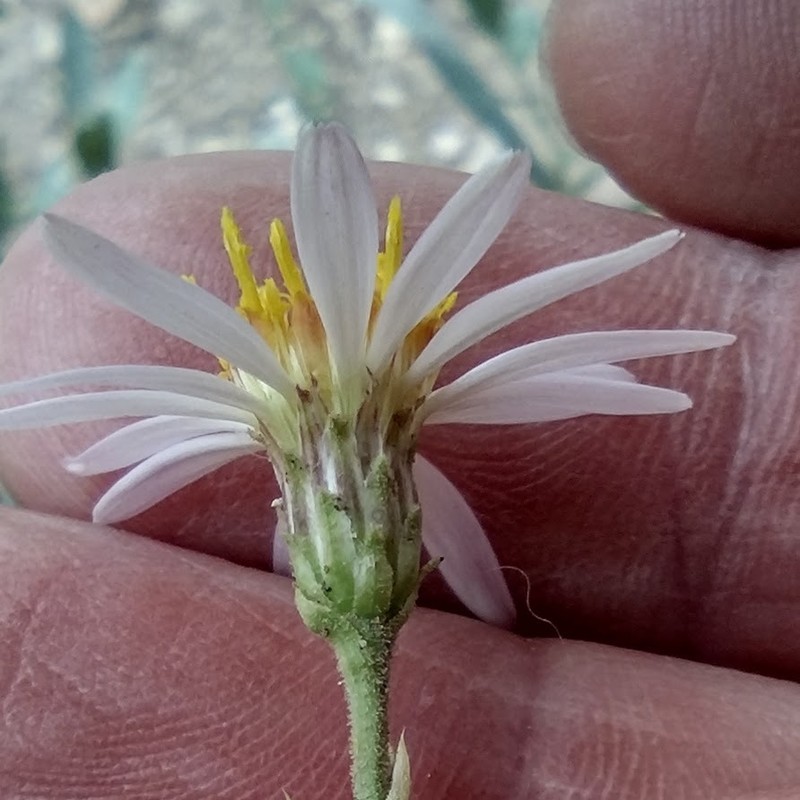 Eurybia glauca var. pulchra photo 8