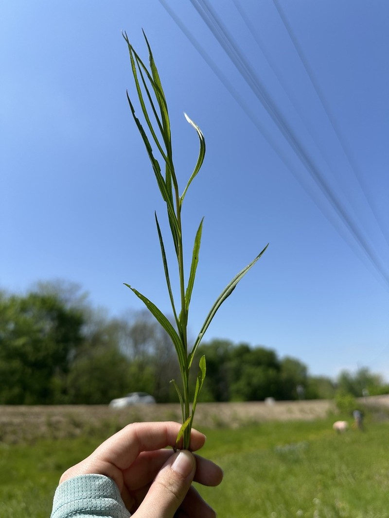 Southern Prairie Aster