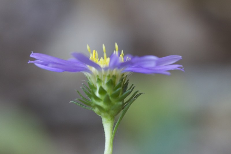 Southern Prairie Aster photo 2