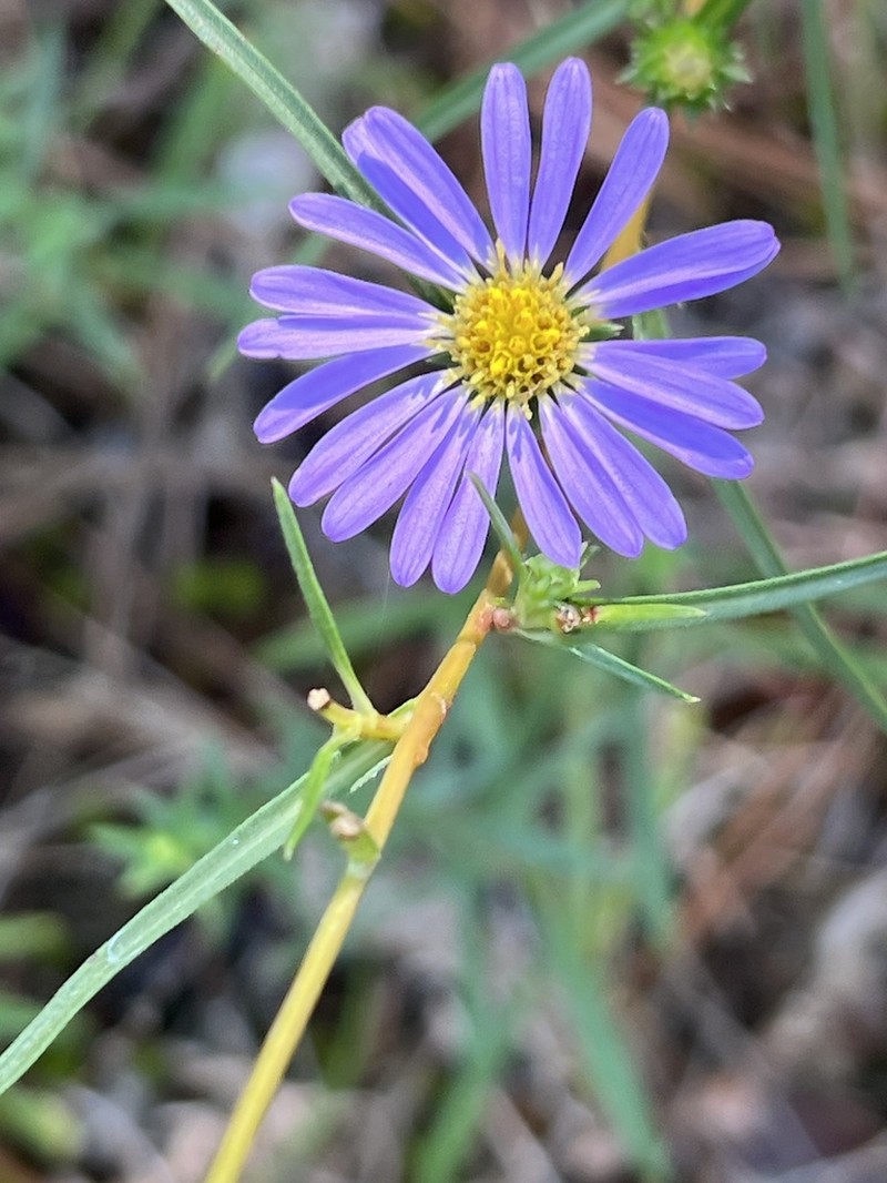 Southern Prairie Aster photo 3
