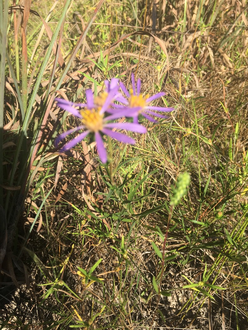 Southern Prairie Aster photo 4
