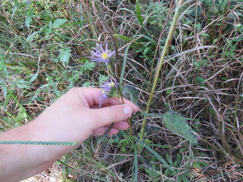 Southern Prairie Aster photo 5