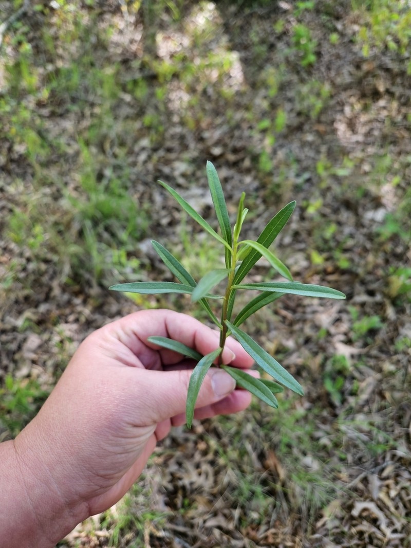 Southern Prairie Aster photo 6