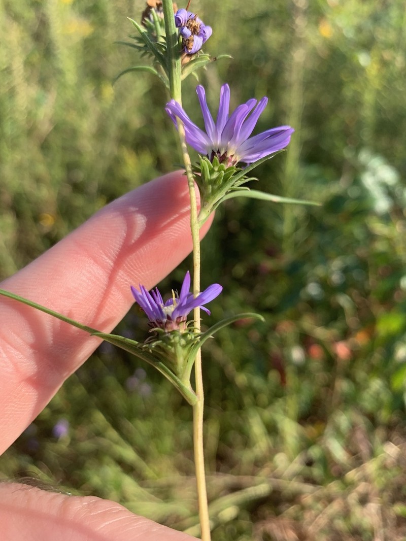 Southern Prairie Aster photo 7