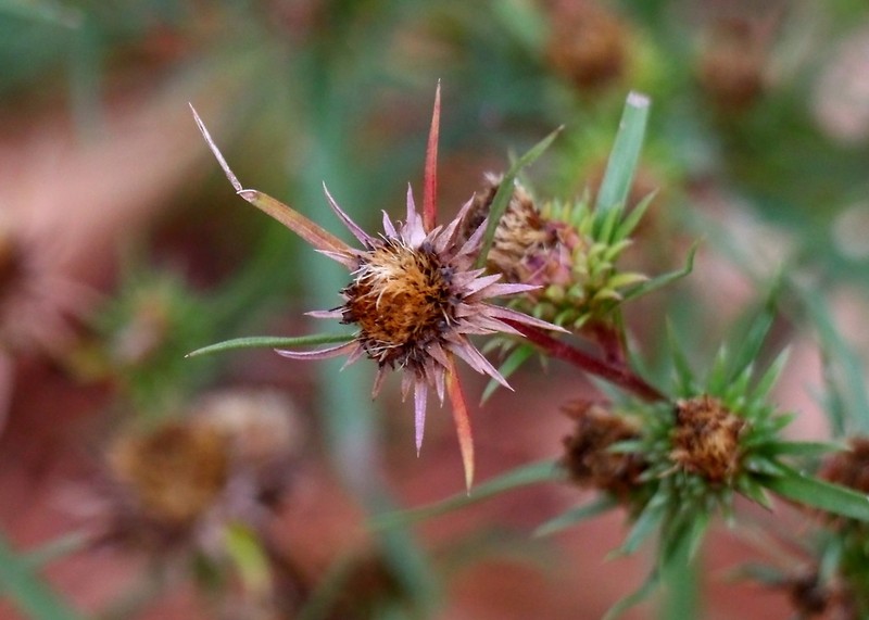 Southern Prairie Aster photo 8