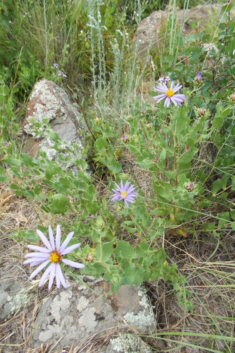 Horrid Herrickia