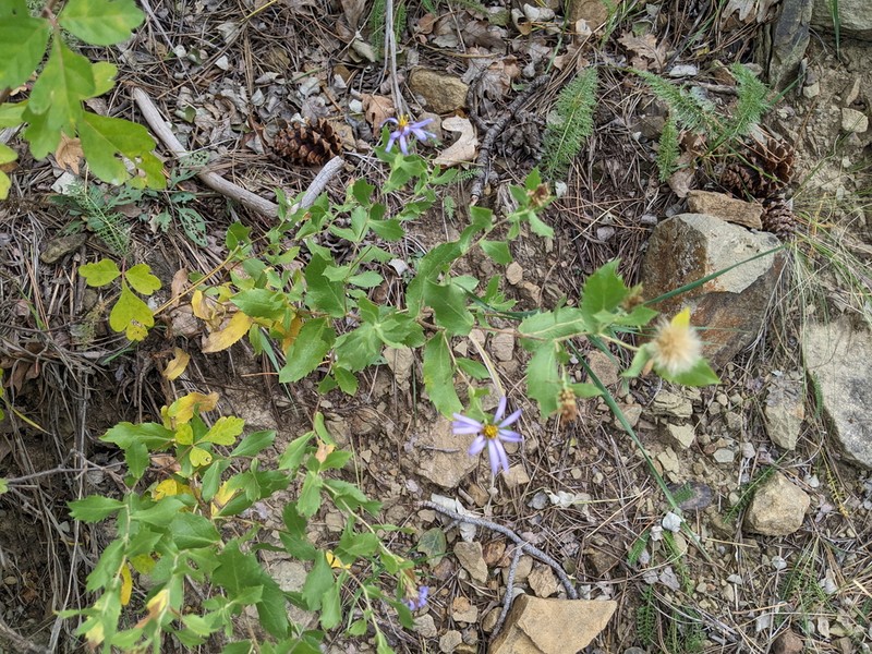 Horrid Herrickia photo 2