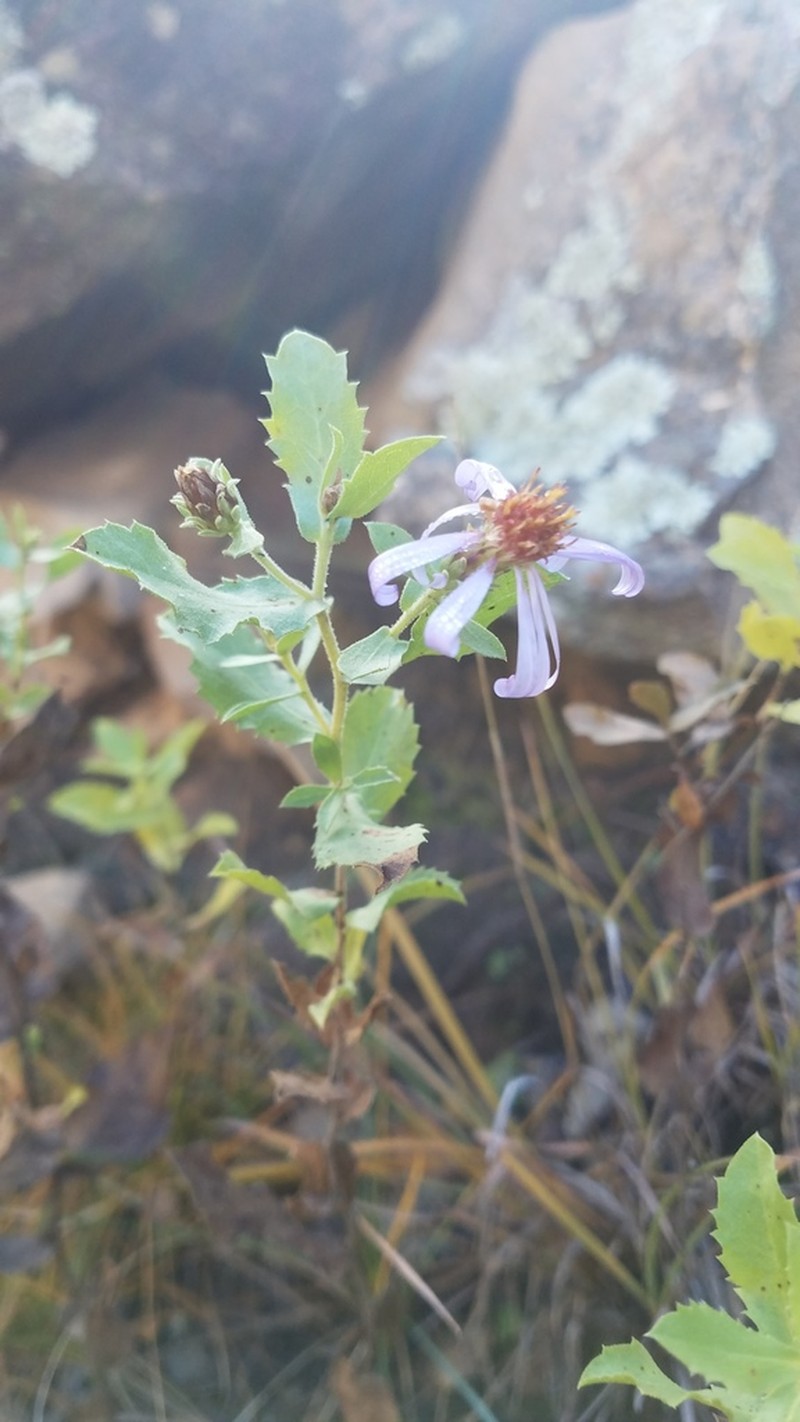 Horrid Herrickia photo 3