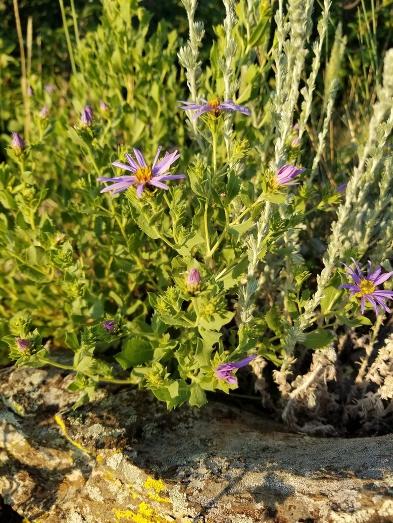 Horrid Herrickia photo 4