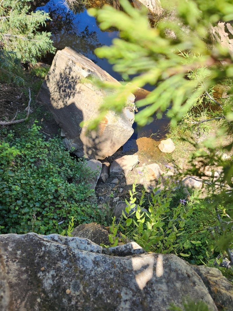 Horrid Herrickia photo 5
