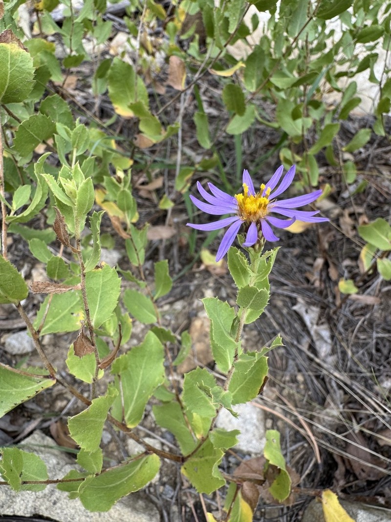 Horrid Herrickia photo 6