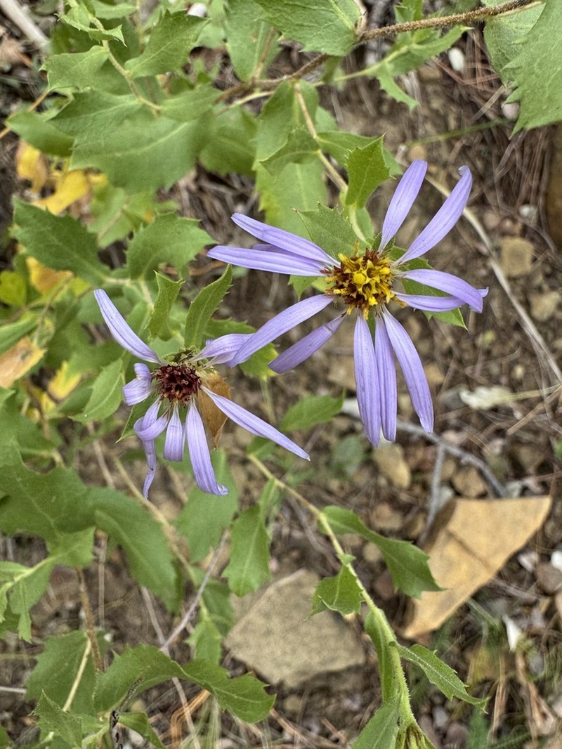 Horrid Herrickia photo 7