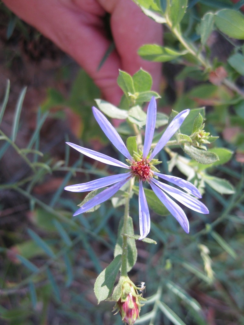 Horrid Herrickia photo 8