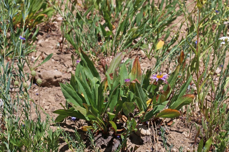 Thickstem Aster photo 2