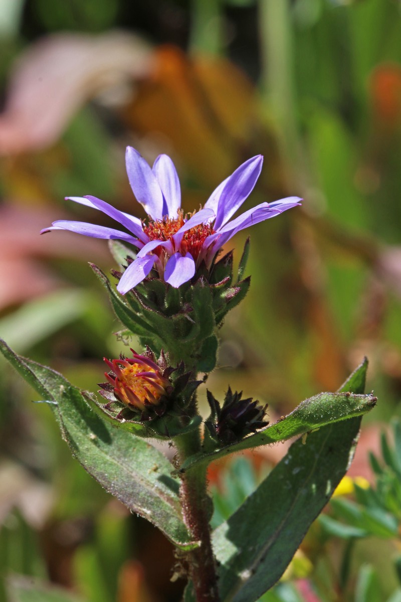 Thickstem Aster photo 3