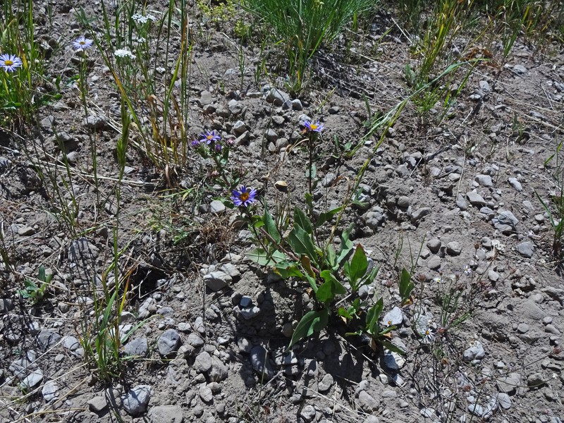 Thickstem Aster photo 4