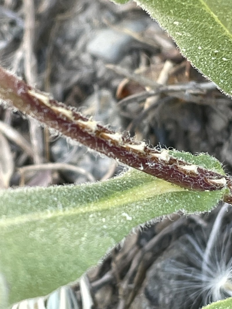 Thickstem Aster