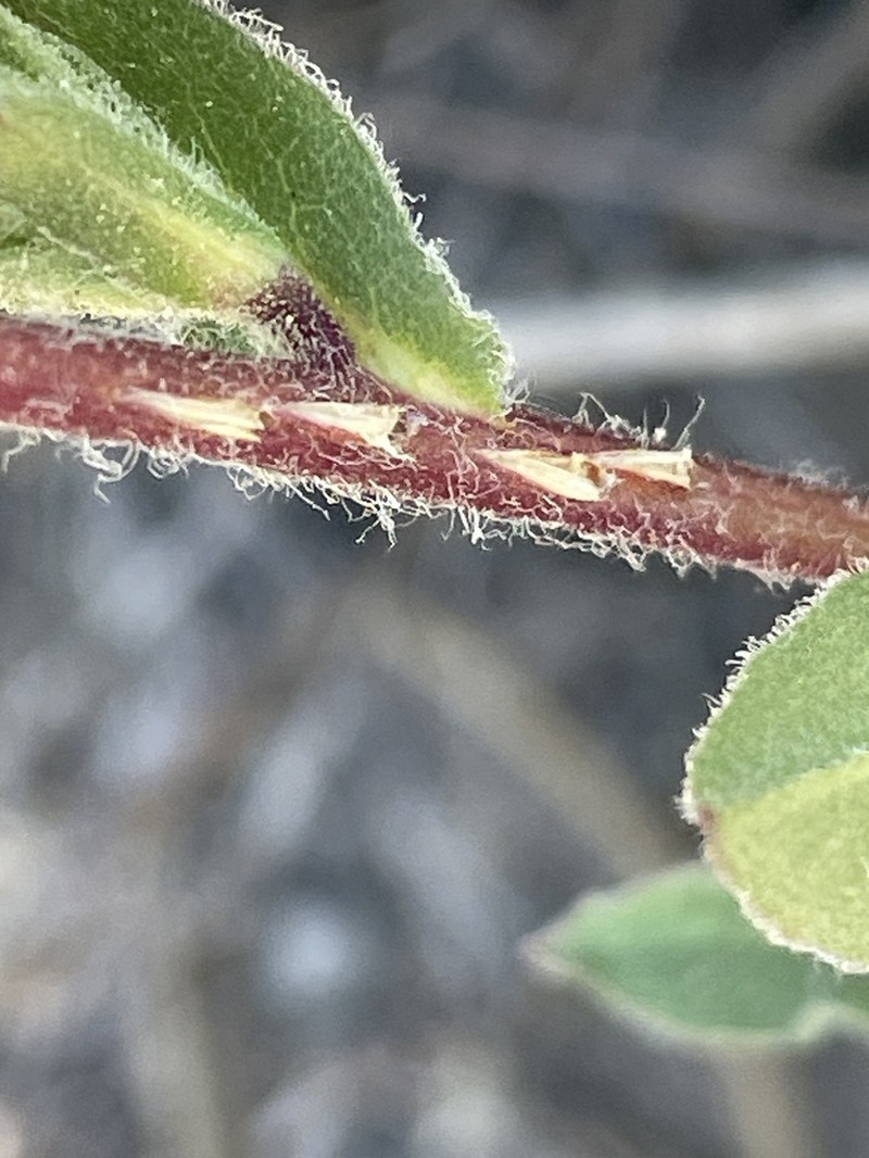Thickstem Aster photo 2
