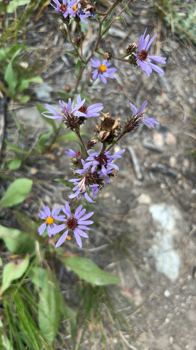Thickstem Aster photo 3